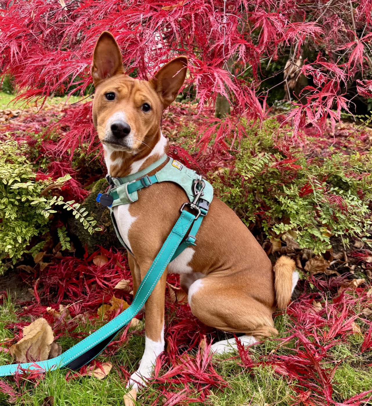 Tycho, a brown and white dog in a teal harness, sitting on grass in front of a bright red Japanese maple.